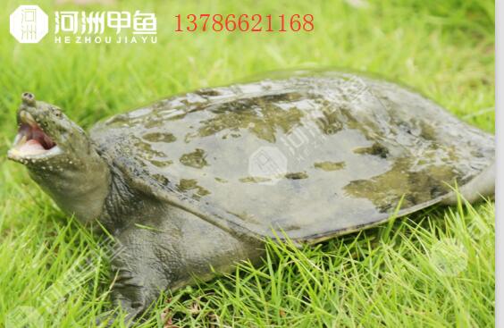 湖南養殖甲魚批發多少錢一斤